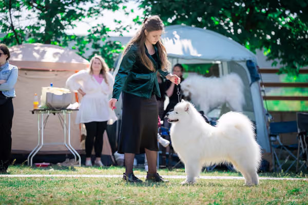 Samojed Klub SK – 9. května 2026