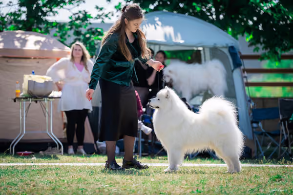 Samojed Klub SK – 9. května 2026