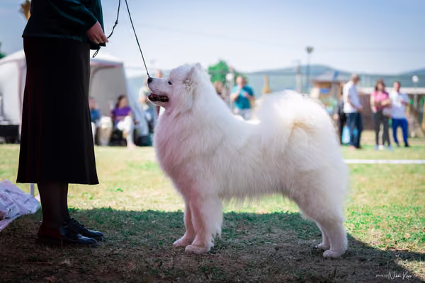 Samojed Klub SK – 9. května 2026