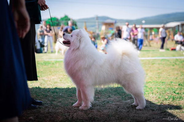 Samojed Klub SK – 9. května 2026