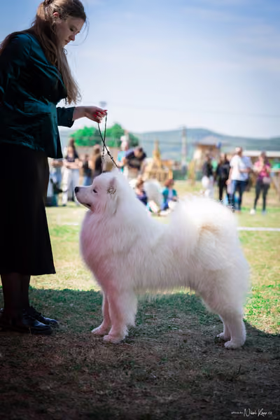 Samojed Klub SK – 9. května 2026