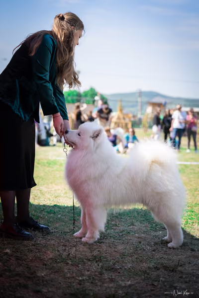 Samojed Klub SK – 9. května 2026