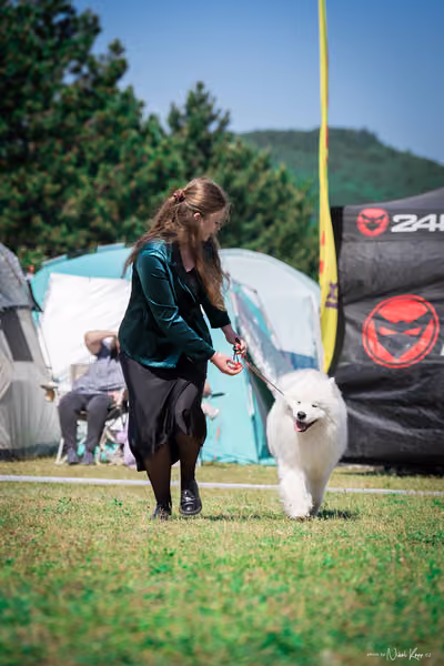 Samojed Klub SK – 9. května 2026