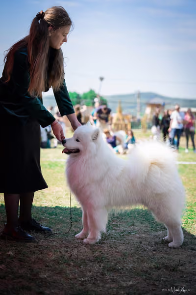 Samojed Klub SK – 9. května 2026
