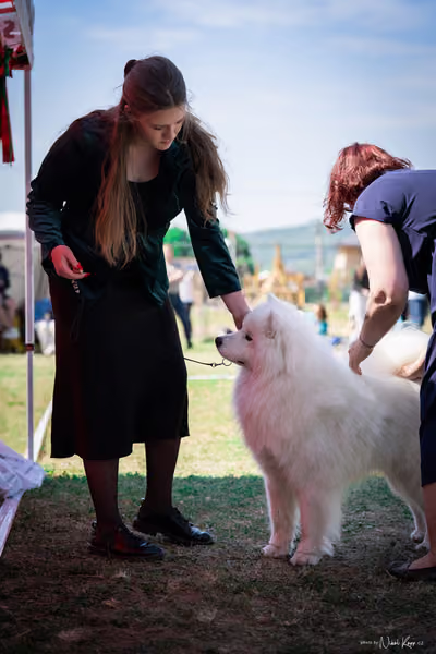 Samojed Klub SK – 9. května 2026