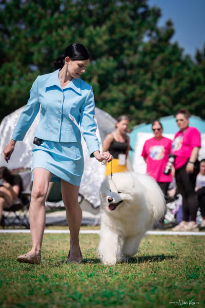 Samojed Klub SK – 9. května 2026