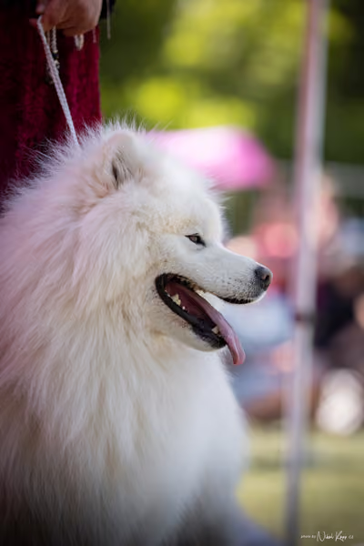Samojed Klub SK – 9. května 2026