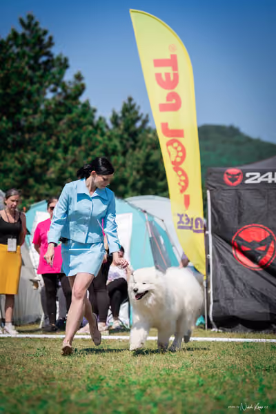 Samojed Klub SK – 9. května 2026