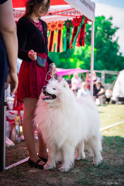 Samojed Klub SK – 9. května 2026