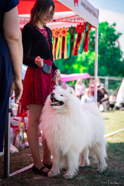 Samojed Klub SK – 9. května 2026