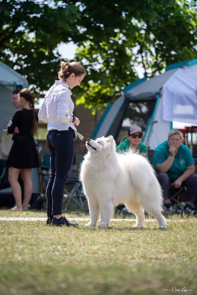Samojed Klub SK – 9. května 2026