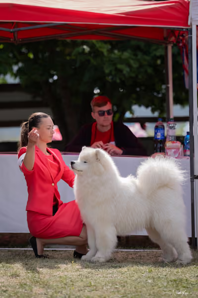 Samojed Klub SK – 9. května 2026