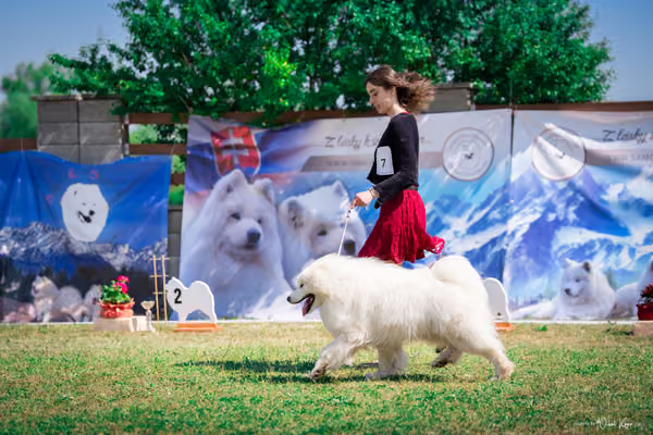 Samojed Klub SK – 9. května 2026