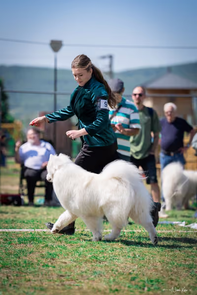 Samojed Klub SK – 9. května 2026