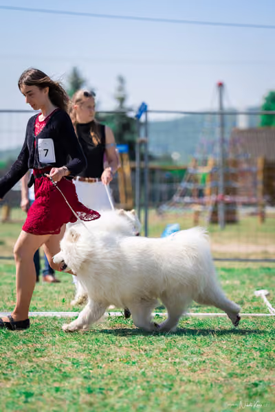 Samojed Klub SK – 9. května 2026