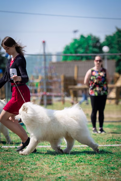 Samojed Klub SK – 9. května 2026