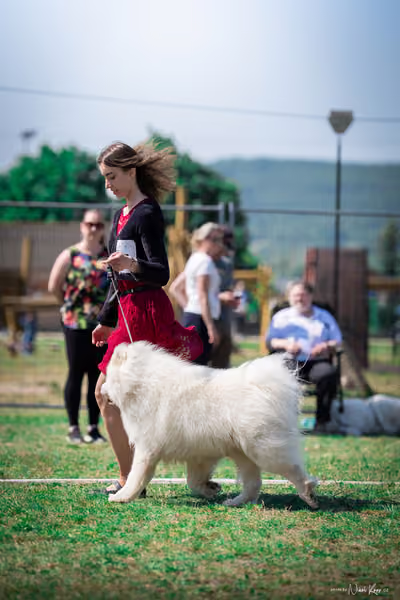 Samojed Klub SK – 9. května 2026