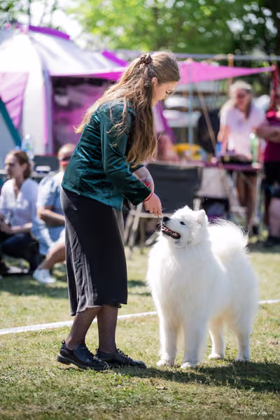Samojed Klub SK – 9. května 2026