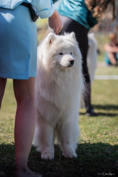 Samojed Klub SK – 9. května 2026