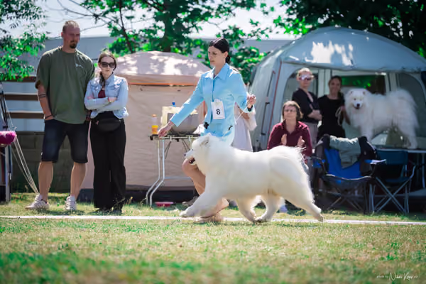 Samojed Klub SK – 9. května 2026