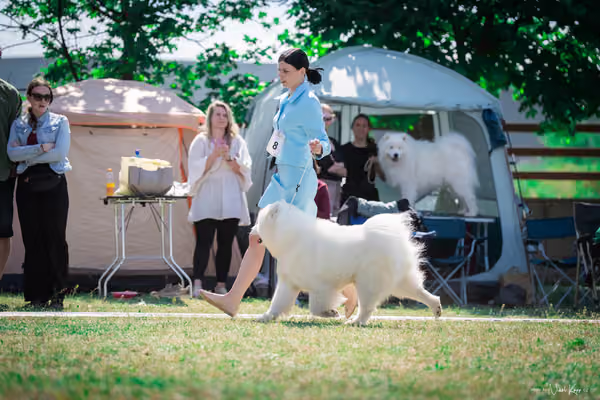 Samojed Klub SK – 9. května 2026
