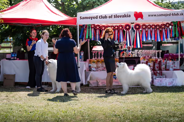 Samojed Klub SK – 9. května 2026