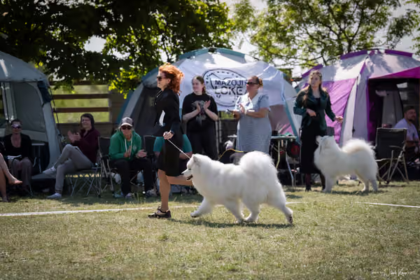 Samojed Klub SK – 9. května 2026
