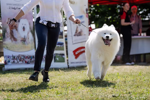 Samojed Klub SK – 9. května 2026