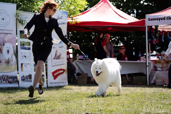 Samojed Klub SK – 9. května 2026