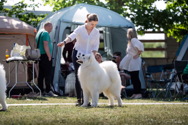 Samojed Klub SK – 9. května 2026