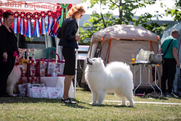 Samojed Klub SK – 9. května 2026