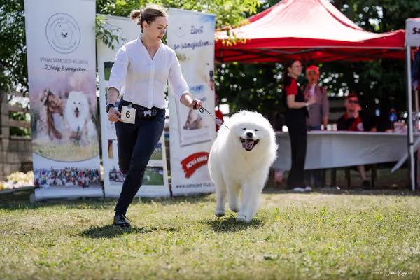 Samojed Klub SK – 9. května 2026