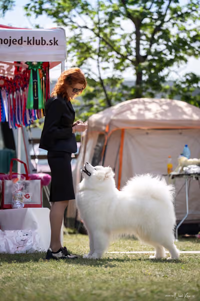 Samojed Klub SK – 9. května 2026
