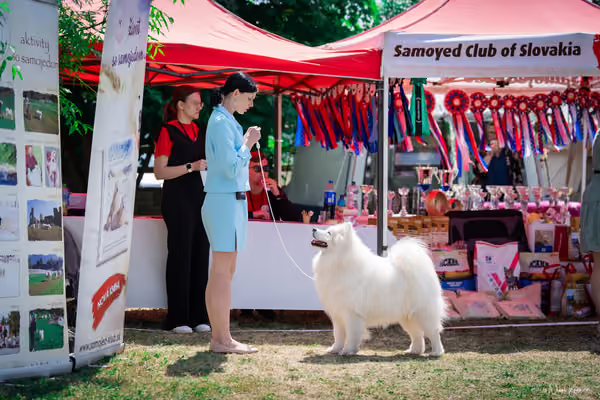 Samojed Klub SK – 9. května 2026