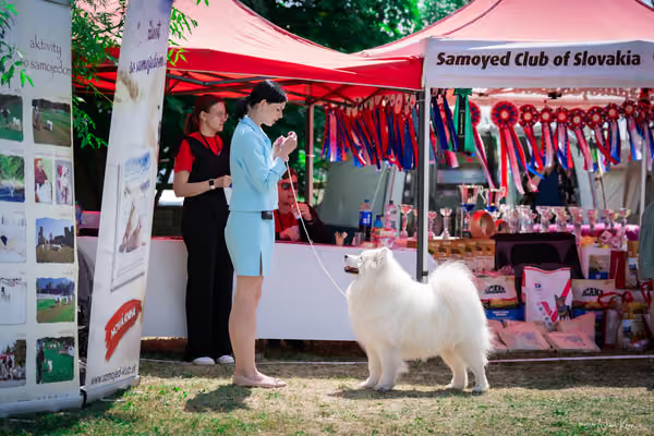 Samojed Klub SK – 9. května 2026