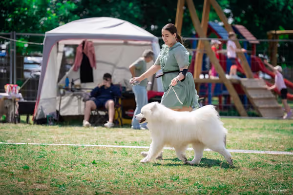 Samojed Klub SK – 9. května 2026