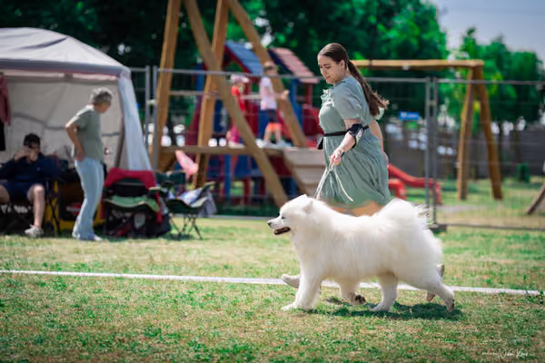 Samojed Klub SK – 9. května 2026