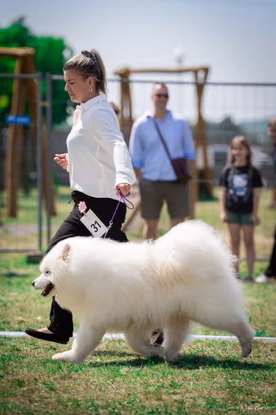 Samojed Klub SK – 9. května 2026