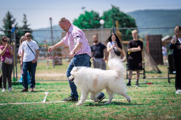 Samojed Klub SK – 9. května 2026