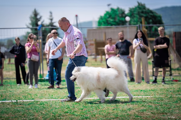 Samojed Klub SK – 9. května 2026