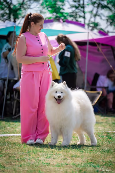 Samojed Klub SK – 9. května 2026