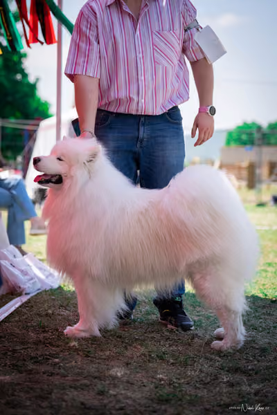 Samojed Klub SK – 9. května 2026