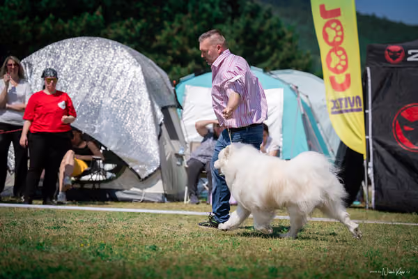 Samojed Klub SK – 9. května 2026