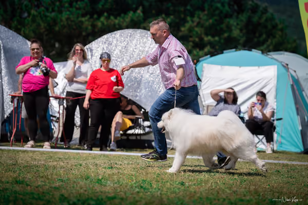 Samojed Klub SK – 9. května 2026