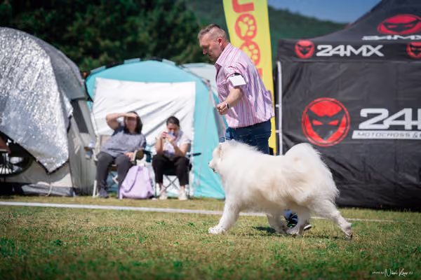 Samojed Klub SK – 9. května 2026