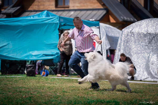 Samojed Klub SK – 9. května 2026