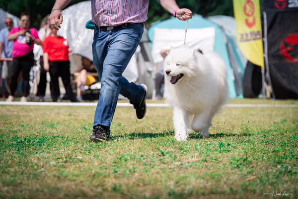 Samojed Klub SK – 9. května 2026