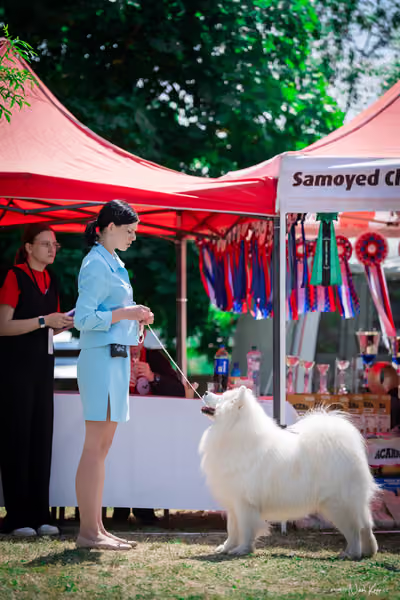 Samojed Klub SK – 9. května 2026