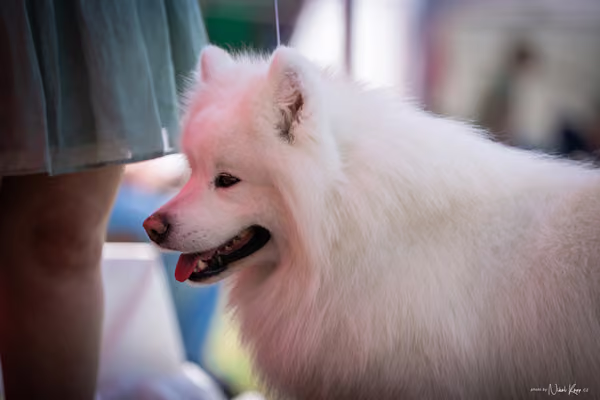 Samojed Klub SK – 9. května 2026