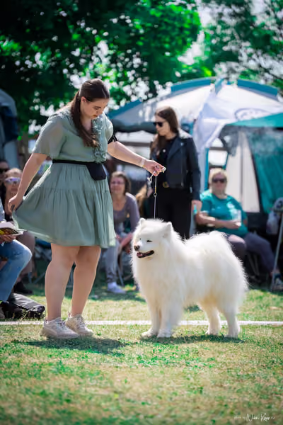 Samojed Klub SK – 9. května 2026
